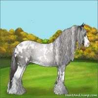 Horse Color:White Spotted Smoky Black Sabino Appaloosa