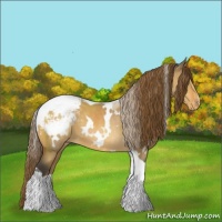 Horse Color:White Spotted Buckskin Dun Tobiano Appaloosa 