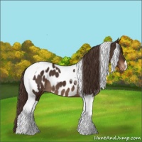 Horse Color:Liver Chestnut Tobiano Blanket