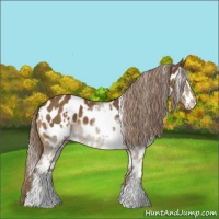 Horse Color:White Spotted Chocolate Palomino Sabino Appaloosa 