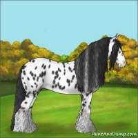 Horse Color:Liver Chestnut Sabino Appaloosa 