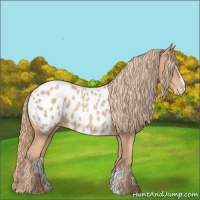 Horse Color:Gold Champagne Sabino Appaloosa 