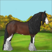 Horse Color:Bay Sabino 