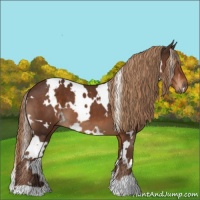 Horse Color:White Spotted Liver Chestnut 