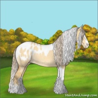 Horse Color:Gold Cream Champagne Dun Splash Tobiano Appaloosa 