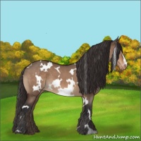 Horse Color:White Spotted Bay Dun Appaloosa