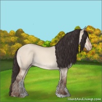 Horse Color:Amber Champagne Roan Dun 