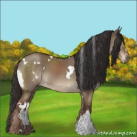 Horse Color:White Spotted Liver Red Dun 