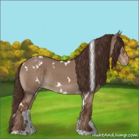 Horse Color:White Spotted Liver Red Dun Appaloosa 