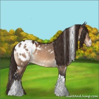 Horse Color:White Spotted Bay Dun Appaloosa 