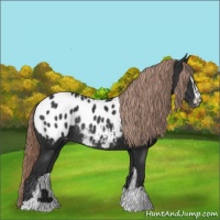 Horse Color:Liver Chestnut Sabino Appaloosa Rabicano 