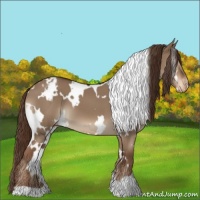 Horse Color:White Spotted Liver Red Dun Appaloosa 