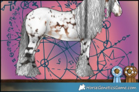 Horse Color:White Spotted Brown Appaloosa 