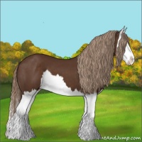 Horse Color:Liver Chestnut Splash 