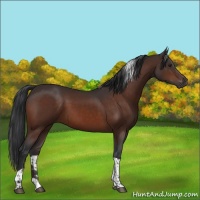 Horse Color:Brown Tobiano