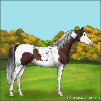 Horse Color:Bay Splash Tobiano
