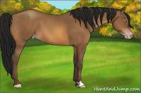 Horse Color:Gray Amber Champagne 