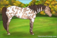 Horse Color:Sable Champagne Near Leopard 