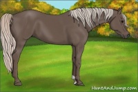 Horse Color:Silver Black