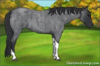 Horse Color:Blue Roan Tobiano 