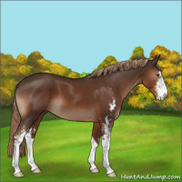 Horse Color:Liver Chestnut Sabino 