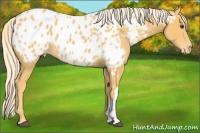 Horse Color:Palomino Appaloosa