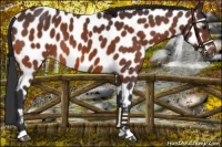 Horse Color:Bay Near Leopard 