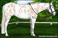 Horse Color:Perlino Splash Leopard 
