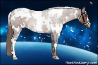 Horse Color:White Spotted Liver Chestnut 
