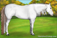 Horse Color:White Spotted Red Dun Appaloosa Rabicano Brindle 