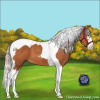 Horse Color:Silver Bay Sabino Splash Tobiano 