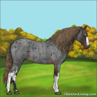 Horse Color:Gray White Spotted Liver Red Roan 