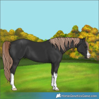 Horse Color:White Spotted Liver Chestnut 