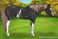 Horse Color:White Spotted Liver Chestnut 