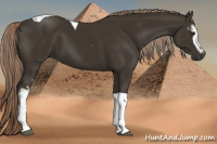 Horse Color:Gray White Spotted Chocolate Palomino Tobiano