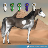 Horse Color:Gray White Spotted Brown Dun Splash 