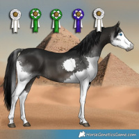 Horse Color:Gray White Spotted Brown Dun Splash