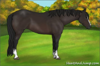 Horse Color:Gray White Spotted Bay 