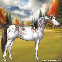 Horse Color:White Spotted Liver Chestnut Rabicano 
