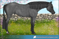 Horse Color:Blue Roan