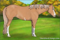 Horse Color:Gray White Spotted Cremello 