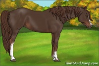 Horse Color:White Spotted Liver Chestnut 