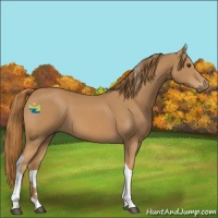 Horse Color:Chestnut Tobiano 