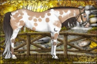 Horse Color:Amber Champagne Splash Frame