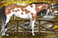 Horse Color:Bay Splash Frame