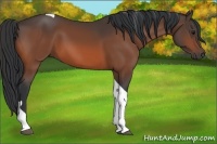 Horse Color:Bay Tobiano 
