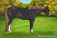 Horse Color:Gray White Spotted Liver Chestnut 