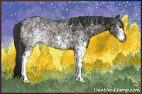 Horse Color:Gray White Spotted Brown 
