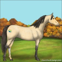 Horse Color:Buckskin Roan 