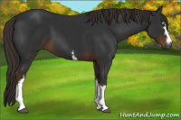Horse Color:Gray White Spotted Liver Chestnut 